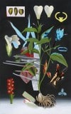 Fiona-Ackerman, Under Garden, 2019, acrylic on canvas, 163 x 102 cm